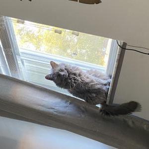 Lost Cat Babu