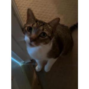 Image of Buddy, Lost Cat