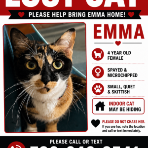 Image of Emma, Lost Cat