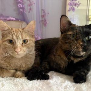 Image of Ruby and Haibana, Lost Cat