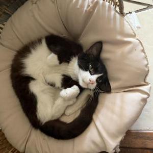 Image of Panda, Lost Cat
