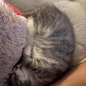 2nd Image of Thomasin, Lost Cat