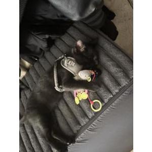 Image of felix, Lost Cat