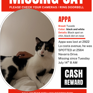 Image of Appa, Lost Cat