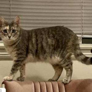 Image of Bunny/Momo/Juujuu, Lost Cat