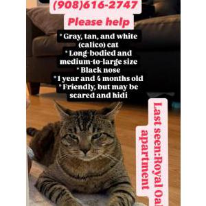 Image of FiFi, Lost Cat