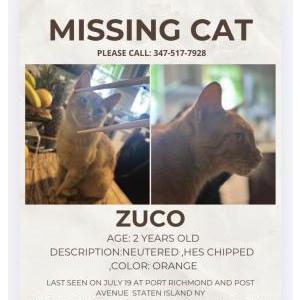 Image of Zuco, Lost Cat