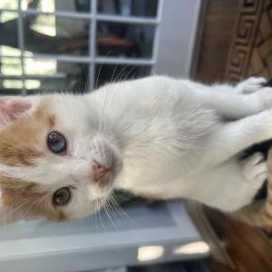Image of Donnie, Lost Cat