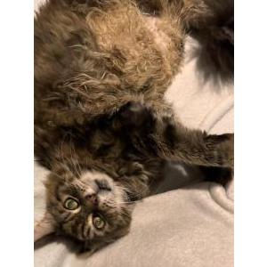 Image of Loki, Lost Cat