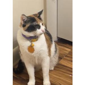 Image of Mimosa, Lost Cat
