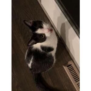 Image of Meow Meow, Lost Cat