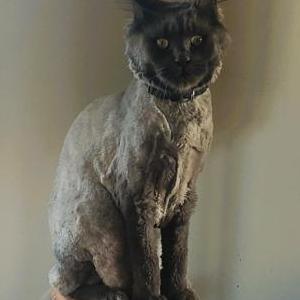 Lost 2 JoJo Grey Maine Coon (California)
