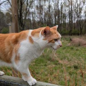 Image of Cyrus, Lost Cat