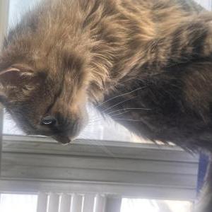 Image of Apollo, Lost Cat
