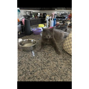Image of Calypso, Lost Cat