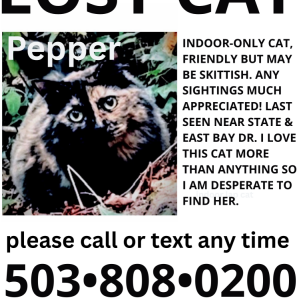 Image of Pepper, Lost Cat