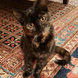 Image of Wilhelmina, Lost Cat