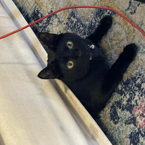 Image of Luku, Lost Cat