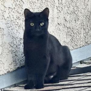 Image of August, Lost Cat