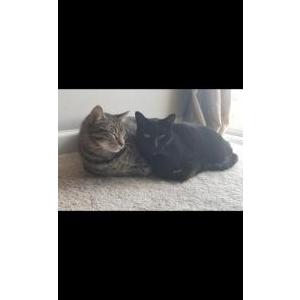 Image of Nina, Lost Cat