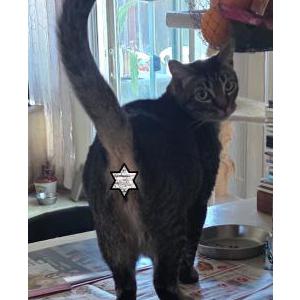 2nd Image of Luna, Lost Cat