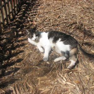 Image of Willie, Lost Cat