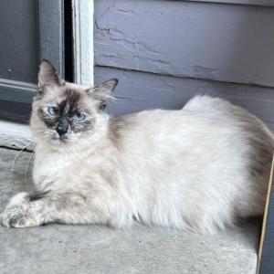 Image of FeeBee, Lost Cat