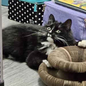 Image of Alto, Lost Cat