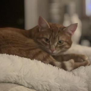 Image of Goose, Lost Cat