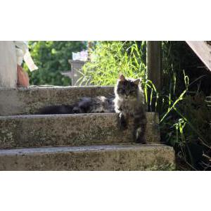 2nd Image of Ash, Lost Cat