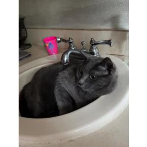Image of Holly, Lost Cat