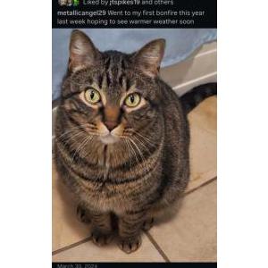 Image of Thor, Lost Cat