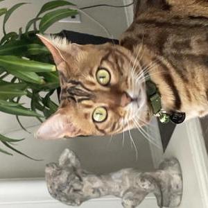 Image of Tiga, Lost Cat