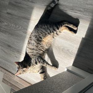 Image of Atlas, Lost Cat