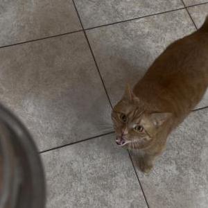Image of Nala, Lost Cat