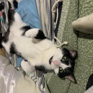 Image of Guts, Lost Cat