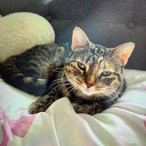Image of Bowie, Lost Cat