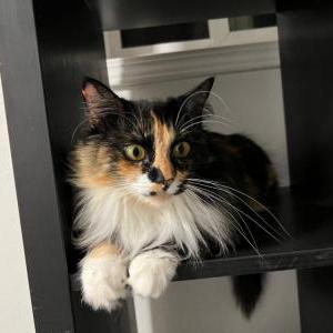 Image of Katie, Lost Cat