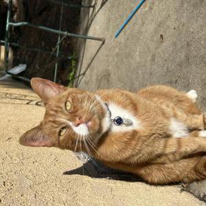 Image of Dan AKA Cabelo, Lost Cat