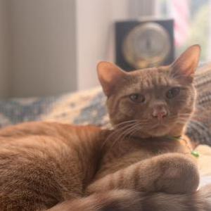 Lost Cat Tommy