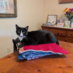 2nd Image of Mr. Carson, Lost Cat