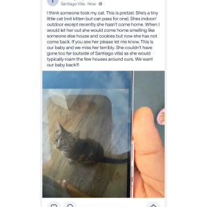 Image of Pretzel, Lost Cat