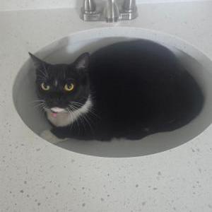 Image of Winnie, Lost Cat