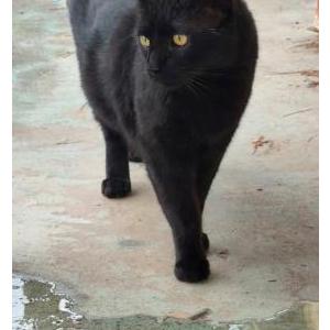 Image of Penny, Lost Cat