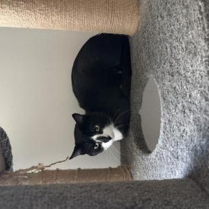 Image of Unknown, Found Cat