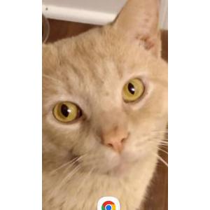 Lost Cat 12