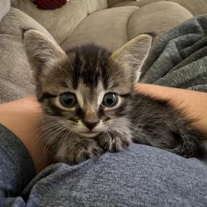 Found Cat Unknown