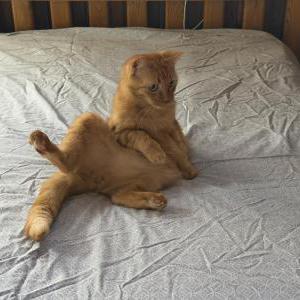 Image of Carl, Lost Cat