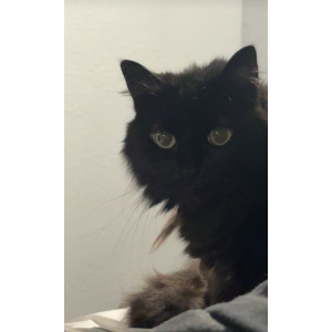 Image of Stoney, Lost Cat