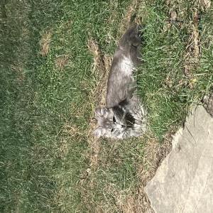 Image of Unknown, Found Cat